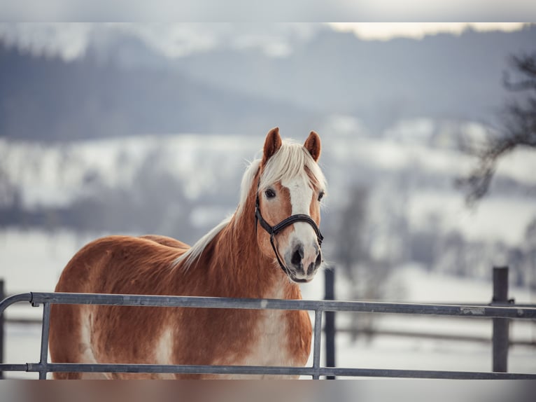 Haflinger / Avelignese Castrone 13 Anni Falbo in Gschwandt