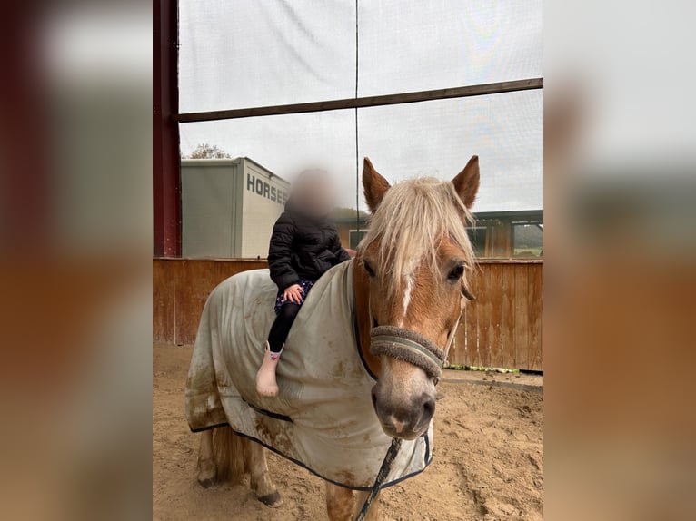 Haflinger / Avelignese Castrone 14 Anni 138 cm in Walshausen