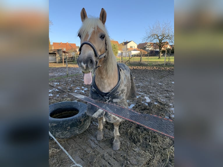 Haflinger / Avelignese Castrone 14 Anni 138 cm in Walshausen