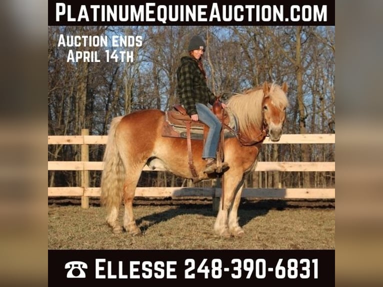 Haflinger / Avelignese Castrone 14 Anni 142 cm Palomino in HOWELL, MI