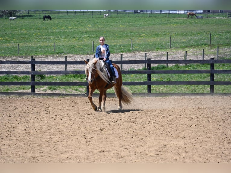 Haflinger / Avelignese Castrone 14 Anni 147 cm Sauro scuro in Wooster OH