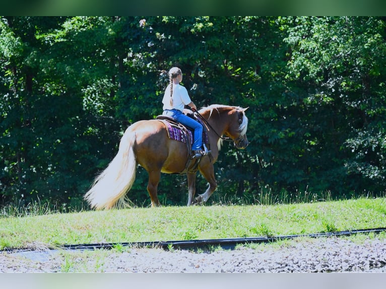 Haflinger / Avelignese Castrone 14 Anni 147 cm Sauro scuro in Wooster OH