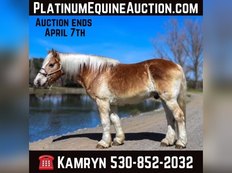 Haflinger / Avelignese Castrone 14 Anni 150 cm in Pleasant Grove, CA