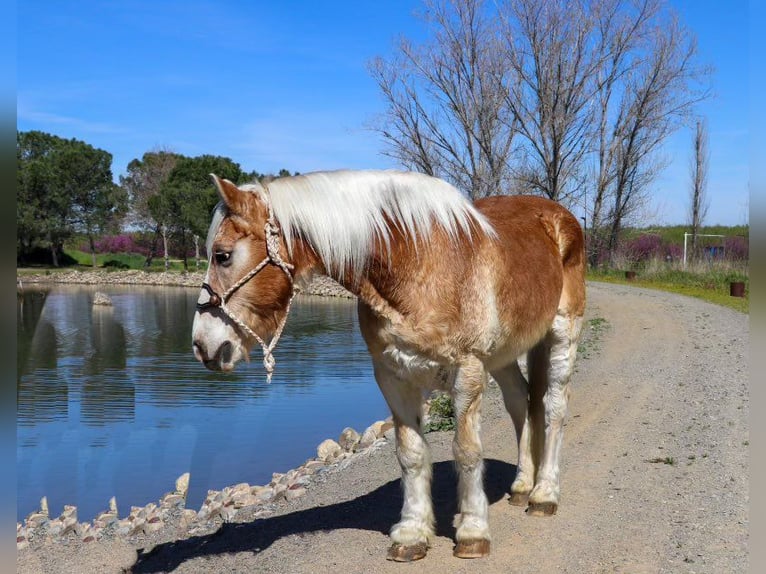 Haflinger / Avelignese Castrone 14 Anni 150 cm in Pleasant Grove, CA