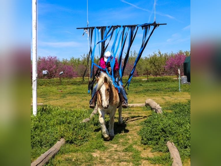 Haflinger / Avelignese Castrone 14 Anni 150 cm Sauro ciliegia in Pleasant Grove, CA