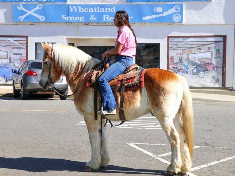 Haflinger / Avelignese Castrone 14 Anni 150 cm Sauro ciliegia in Pleasant Grove, CA