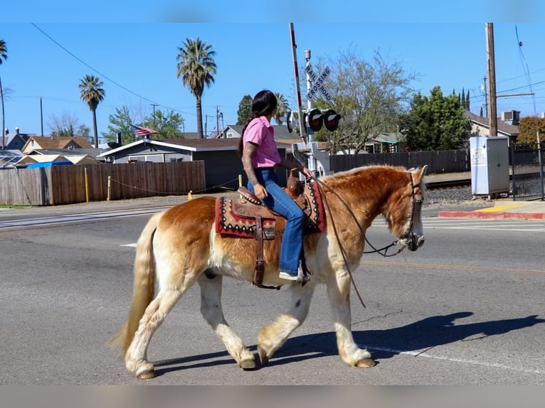 Haflinger / Avelignese Castrone 14 Anni 150 cm Sauro ciliegia in Pleasant Grove, CA