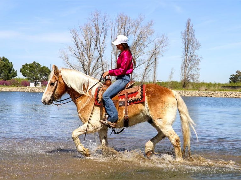 Haflinger / Avelignese Castrone 14 Anni 150 cm Sauro ciliegia in Pleasant Grove, CA