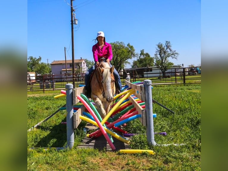 Haflinger / Avelignese Castrone 14 Anni 150 cm Sauro ciliegia in Pleasant Grove, CA