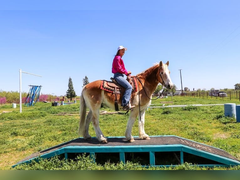 Haflinger / Avelignese Castrone 14 Anni 150 cm Sauro ciliegia in Pleasant Grove, CA