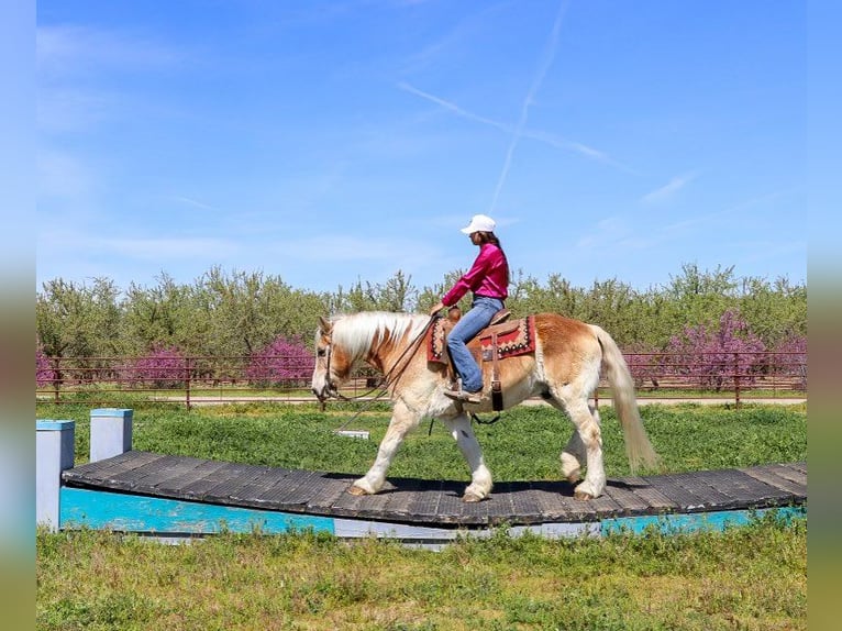 Haflinger / Avelignese Castrone 14 Anni 150 cm Sauro ciliegia in Pleasant Grove, CA