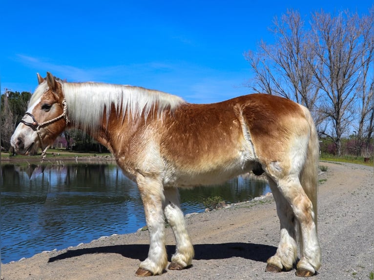 Haflinger / Avelignese Castrone 14 Anni 150 cm Sauro ciliegia in Pleasant Grove, CA