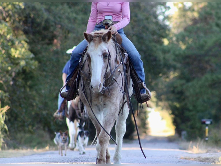 Haflinger / Avelignese Castrone 14 Anni Roano rosso in Canton TX