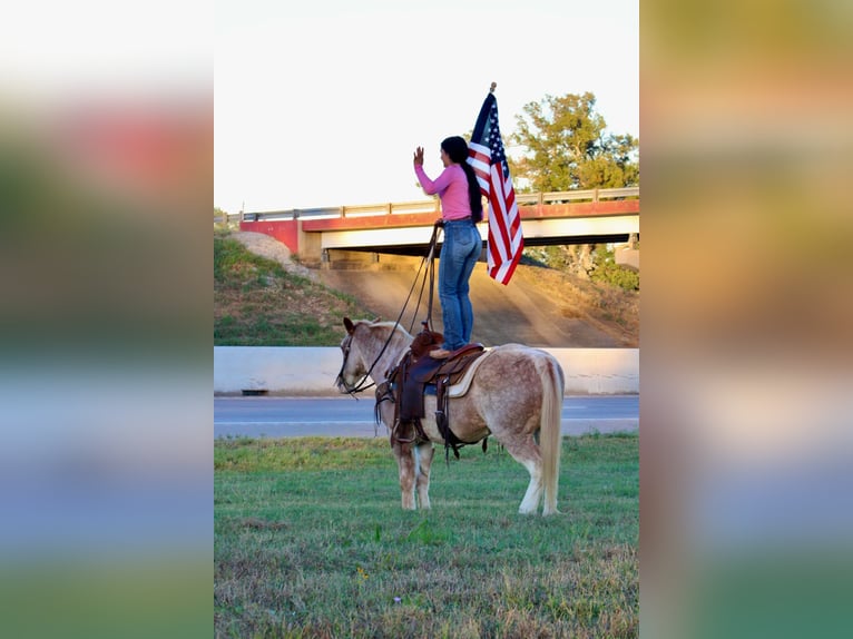 Haflinger / Avelignese Castrone 14 Anni Roano rosso in Canton TX