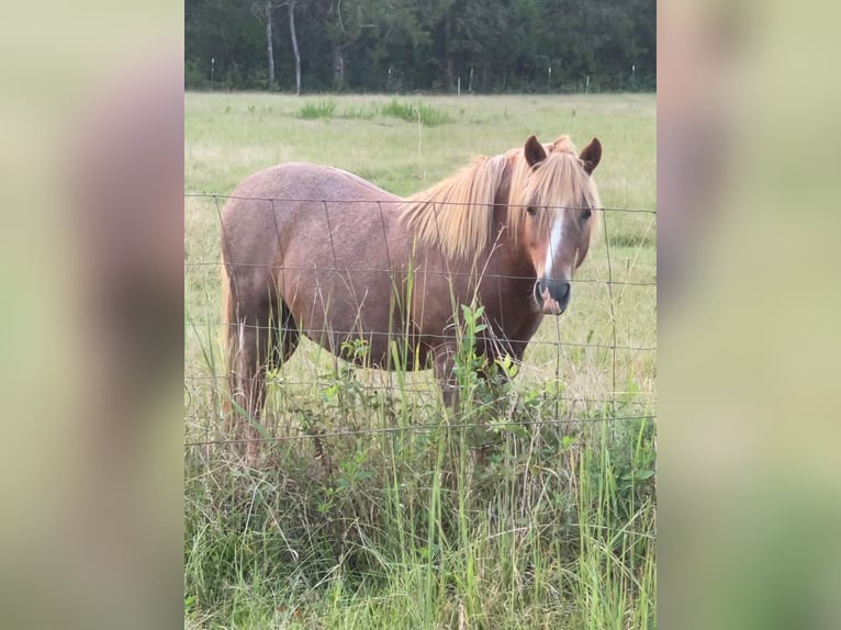 Haflinger / Avelignese Castrone 14 Anni Sauro ciliegia in BRIERFIELD, AL