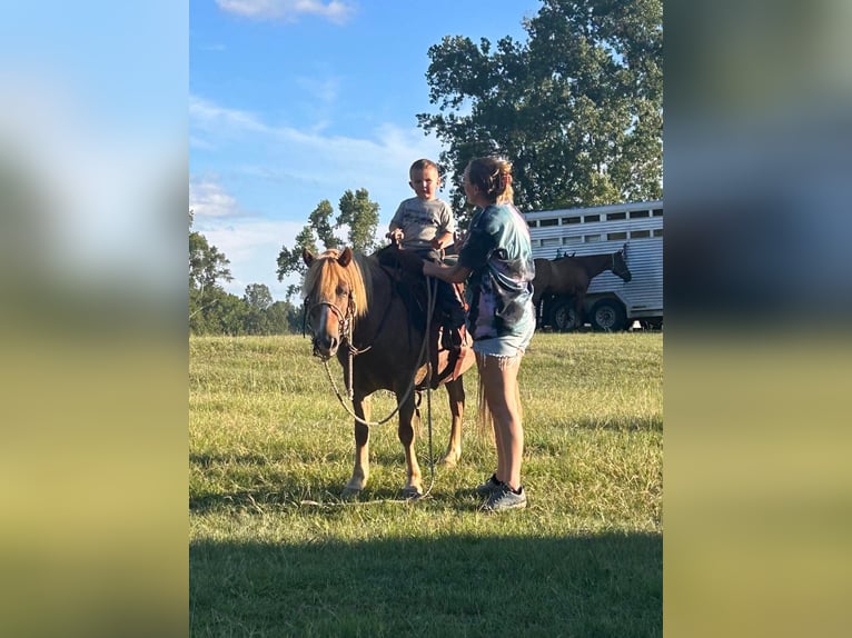 Haflinger / Avelignese Castrone 14 Anni Sauro ciliegia in BRIERFIELD, AL