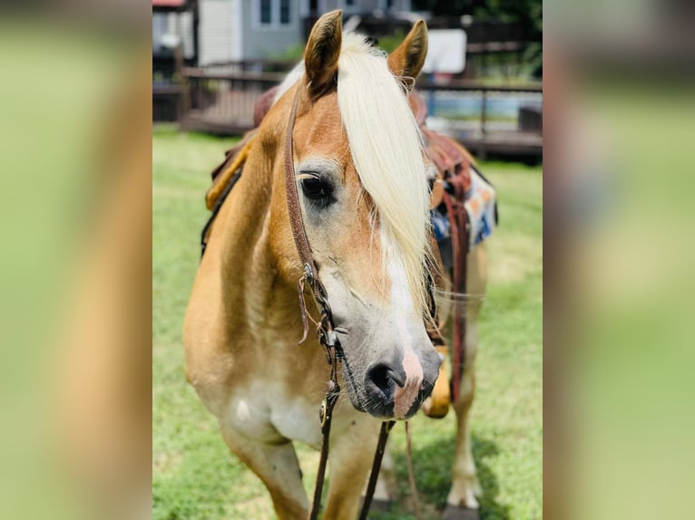 Haflinger / Avelignese Castrone 14 Anni Sauro ciliegia in Flemingsburg