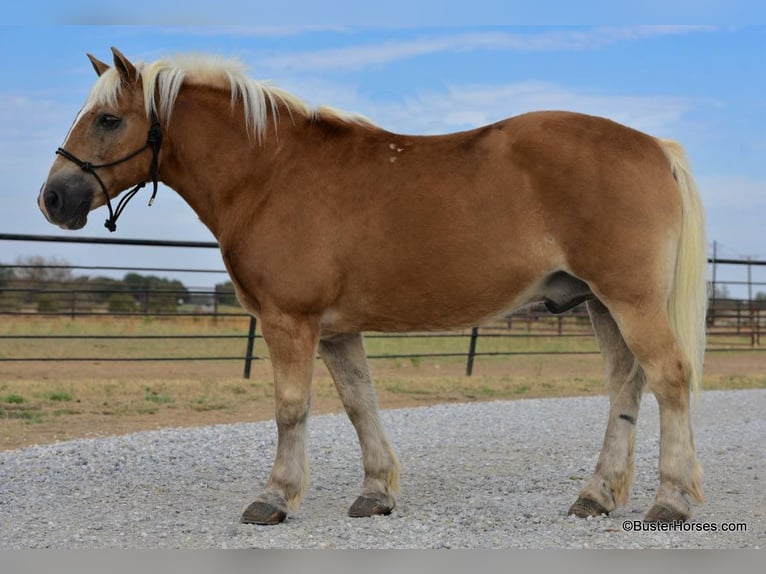 Haflinger / Avelignese Castrone 15 Anni 137 cm Sauro ciliegia in Weatherford TX