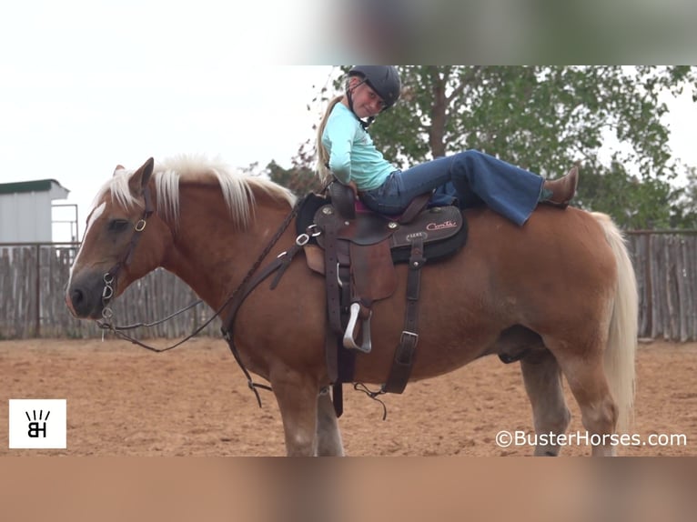 Haflinger / Avelignese Castrone 15 Anni 137 cm Sauro ciliegia in Weatherford TX