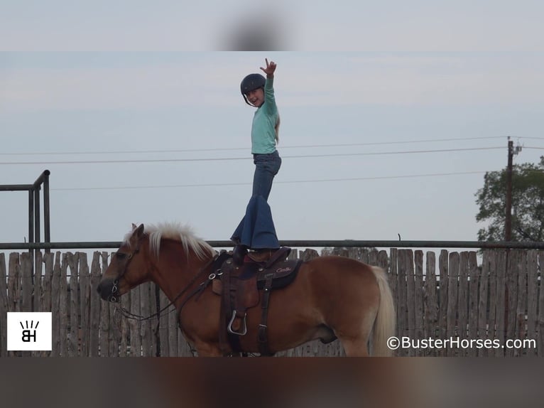 Haflinger / Avelignese Castrone 15 Anni 137 cm Sauro ciliegia in Weatherford TX