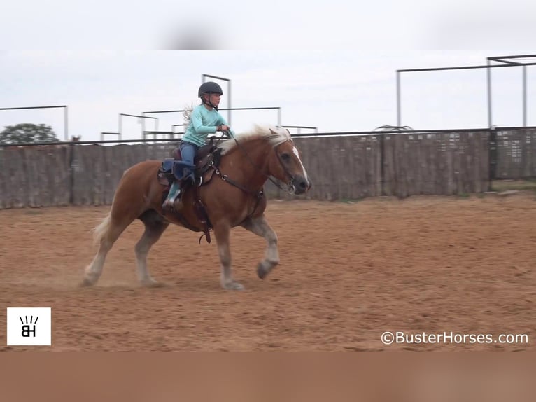 Haflinger / Avelignese Castrone 15 Anni 137 cm Sauro ciliegia in Weatherford TX