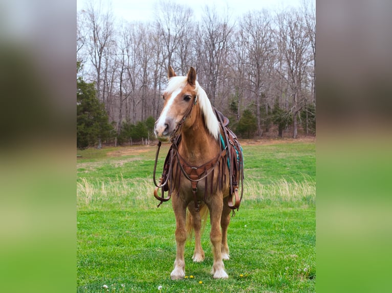 Haflinger / Avelignese Castrone 15 Anni 142 cm Sauro ciliegia in Greenville KY