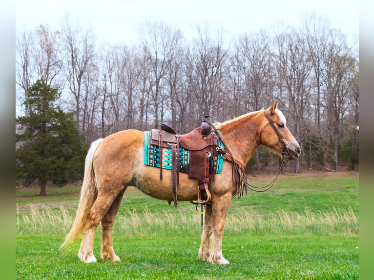 Haflinger / Avelignese Castrone 15 Anni 142 cm Sauro ciliegia in Greenville KY