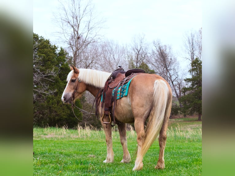 Haflinger / Avelignese Castrone 15 Anni 142 cm Sauro ciliegia in Greenville KY