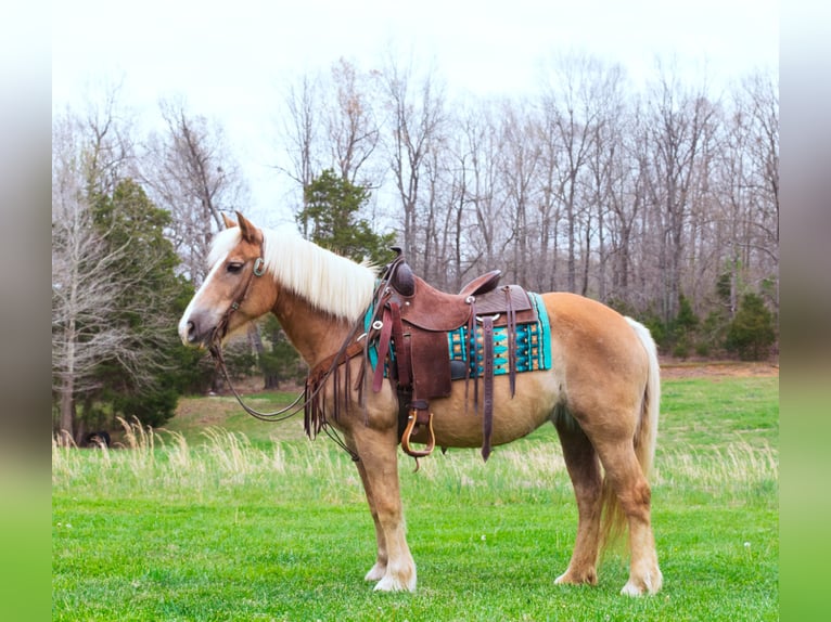 Haflinger / Avelignese Castrone 15 Anni 142 cm Sauro ciliegia in Greenville KY