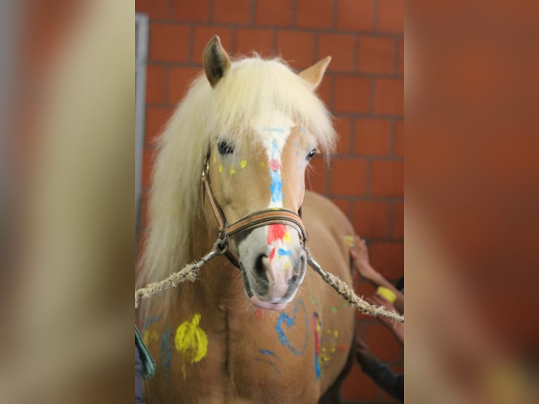 Haflinger / Avelignese Castrone 15 Anni 144 cm in Ochtrup