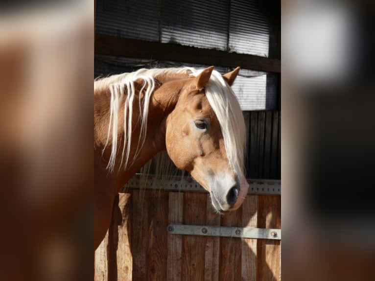 Haflinger / Avelignese Castrone 15 Anni 150 cm in Mainbernheim