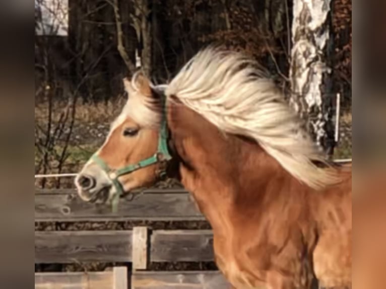 Haflinger / Avelignese Castrone 15 Anni 150 cm in Mainbernheim