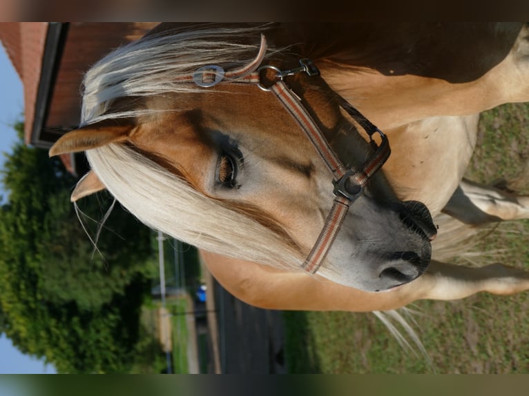 Haflinger / Avelignese Castrone 15 Anni 150 cm in Mainbernheim