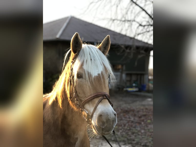 Haflinger / Avelignese Castrone 15 Anni 150 cm in Mainbernheim