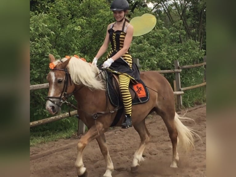 Haflinger / Avelignese Castrone 15 Anni 150 cm in Mainbernheim