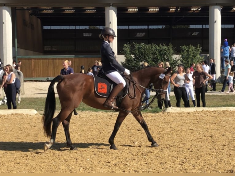 Haflinger / Avelignese Castrone 15 Anni 150 cm in Mainbernheim