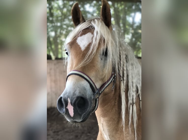 Haflinger / Avelignese Castrone 15 Anni 150 cm in Mainbernheim