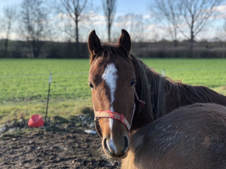 Haflinger / Avelignese Castrone 15 Anni 150 cm in Mainbernheim