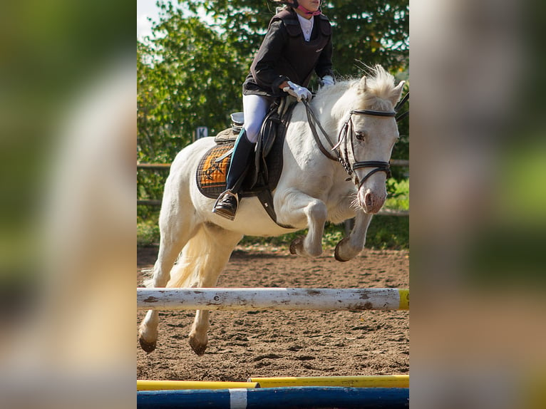 Haflinger / Avelignese Castrone 15 Anni 150 cm in Mainbernheim