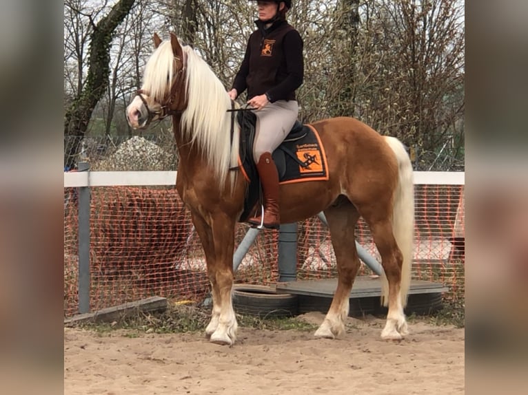 Haflinger / Avelignese Castrone 15 Anni 150 cm in Mainbernheim