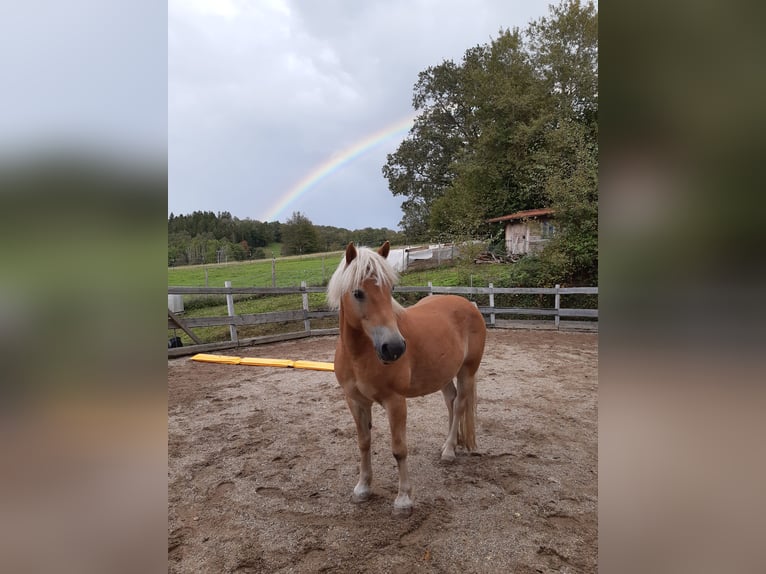 Haflinger / Avelignese Castrone 15 Anni 152 cm Baio chiaro in Traitsching