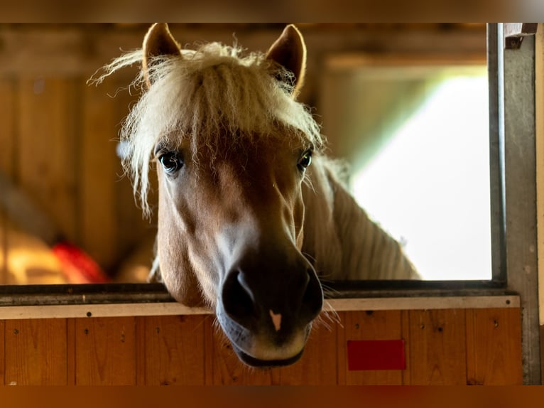 Haflinger / Avelignese Castrone 15 Anni 152 cm Baio chiaro in Traitsching