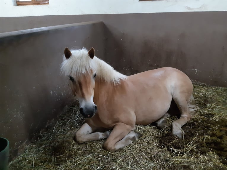 Haflinger / Avelignese Castrone 15 Anni 152 cm Baio chiaro in Traitsching