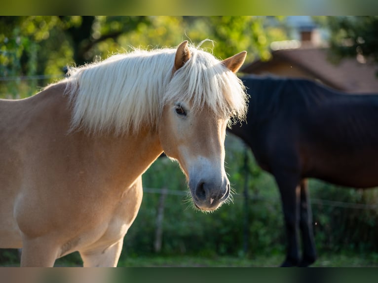 Haflinger / Avelignese Castrone 15 Anni 152 cm Baio chiaro in Traitsching