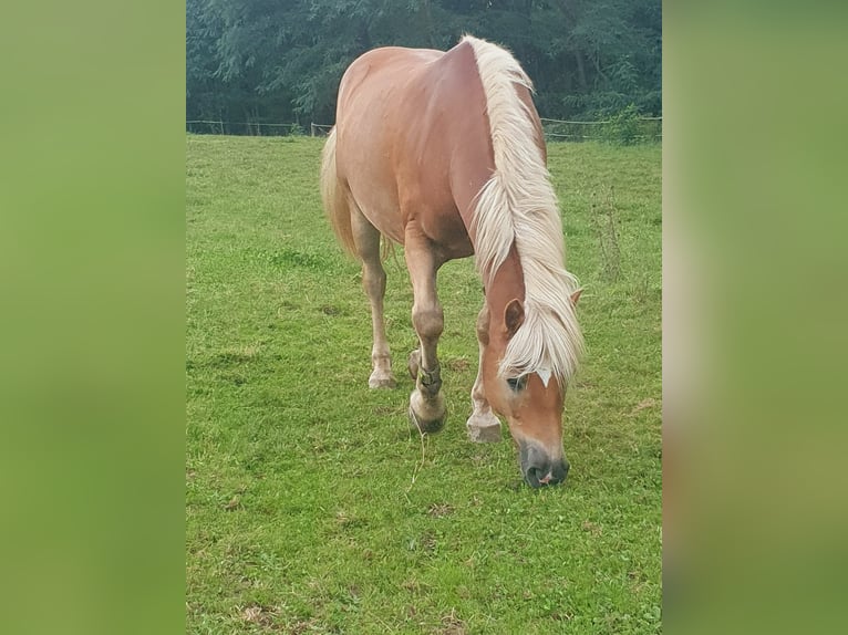 Haflinger / Avelignese Castrone 15 Anni 154 cm Sauro in Schaffouse bei Selz