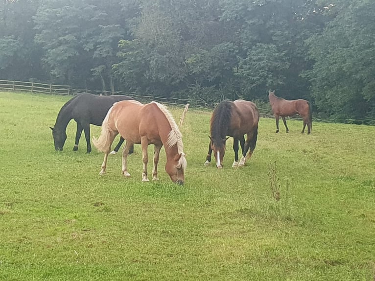 Haflinger / Avelignese Castrone 15 Anni 154 cm Sauro in Schaffouse bei Selz