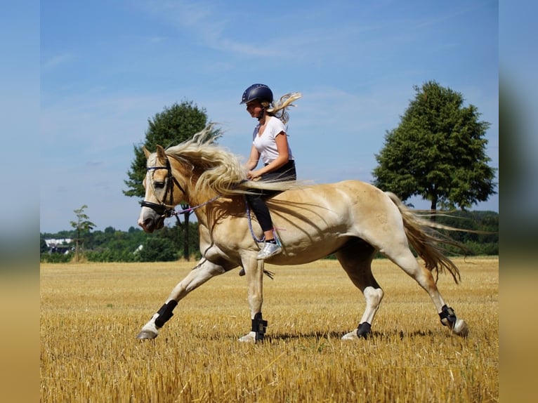 Haflinger / Avelignese Castrone 15 Anni 157 cm Sauro in Dortmund