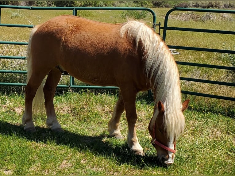 Haflinger / Avelignese Castrone 16 Anni 142 cm Sauro scuro in Fort Mohave