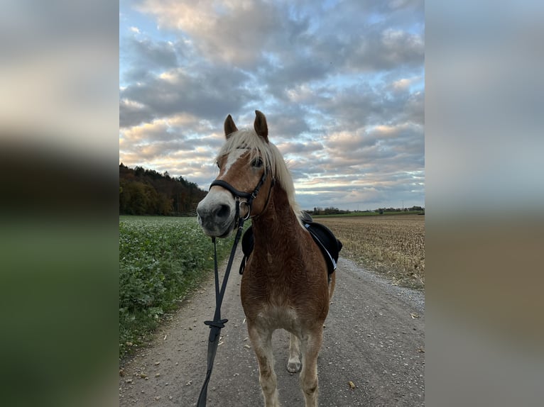 Haflinger / Avelignese Castrone 16 Anni 148 cm in Niedernberg