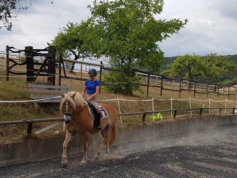 Haflinger / Avelignese Castrone 16 Anni 148 cm in Niedernberg